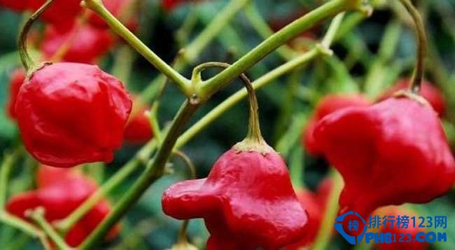 世界上最辣的辣椒Top前十名 卡羅來納死神排名第一